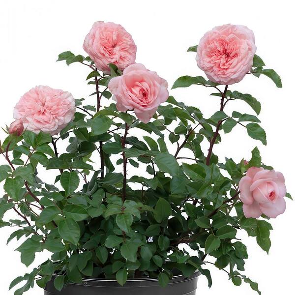 BLOOMABLES Bare Root Rose Scentables Sunbelt Savannah Hybrid Tea