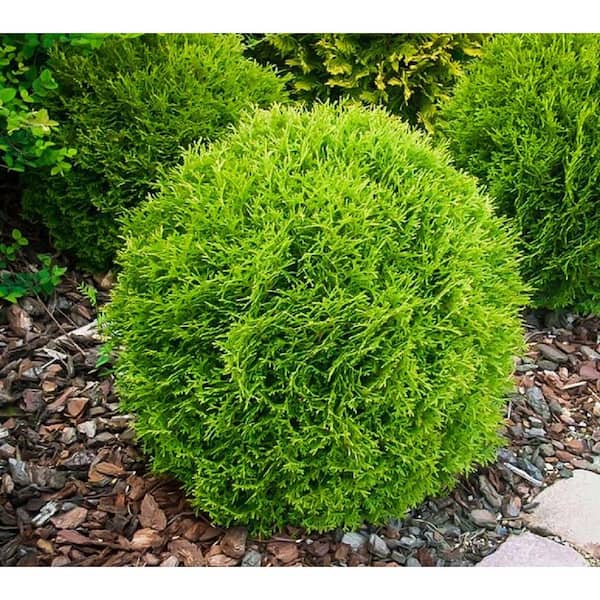 3 Gal. Little Giant American Arborvitae (Thuja) Live Evergreen Shrub
