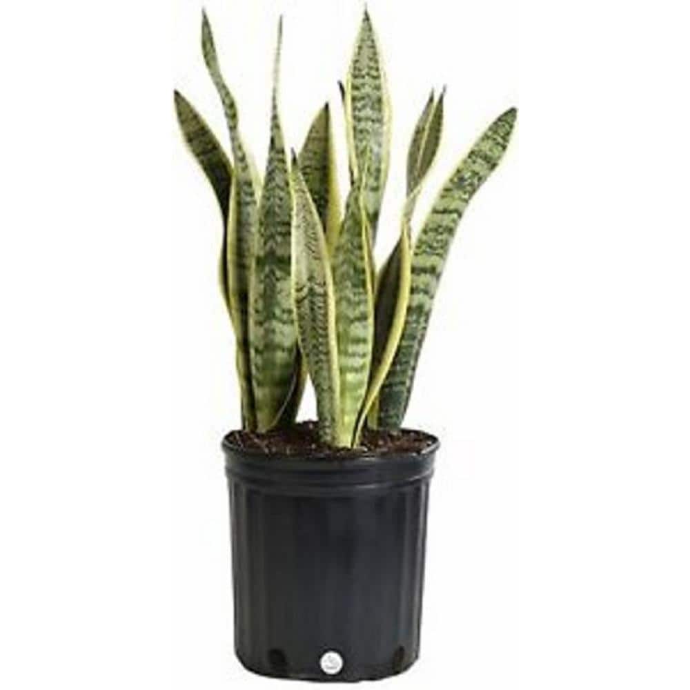 2 inch potted succulents 12 Succulents Assorted Succulent Plant Pack Collection, Live Mini Succ   Gingerglow