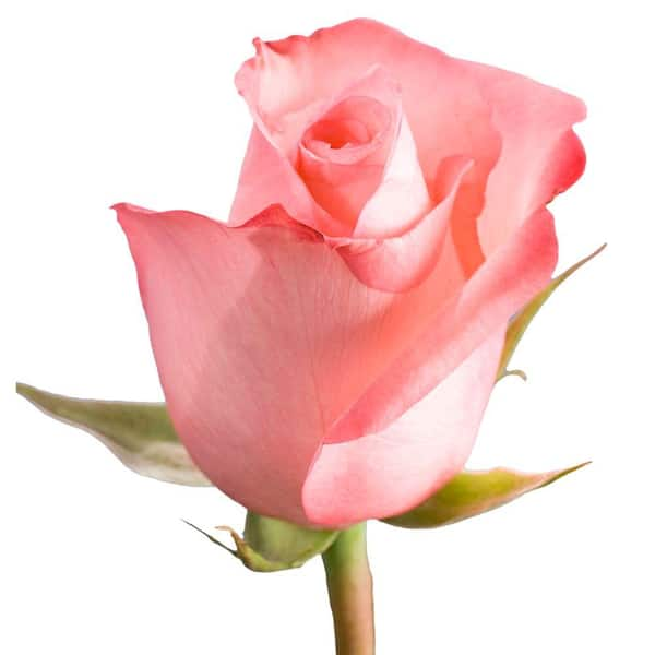 Globalrose Dozen Pink Roses