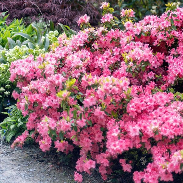 national PLANT NETWORK 2.25 Gal. Pink Ruffles Azalea Plant with