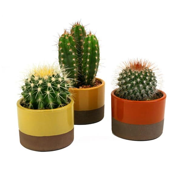 Unbranded 3.5 in Assorted Cactus Plant in Horizon Deco Pot (3-Pack)