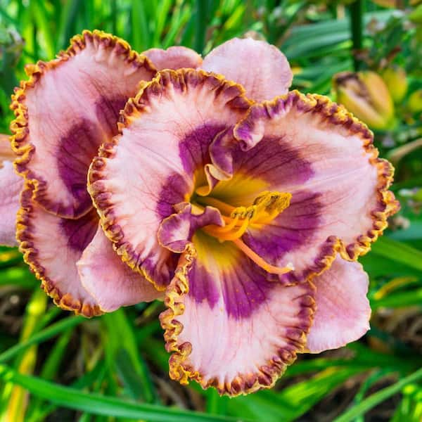Spring Hill Nurseries Beachy Keen Daylily (Hemerocallis), Live Bareroot Perennial with Pink and Purple Colored Flowers (3-Pack)