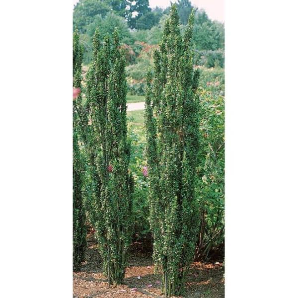 1 Gallon Sky Pencil Japanese Holly Evergreen Shrub