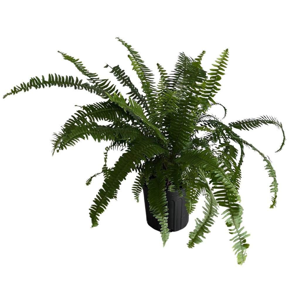 1 gal. Kimberley Queen Fern Plant price history on PriceWatchPro