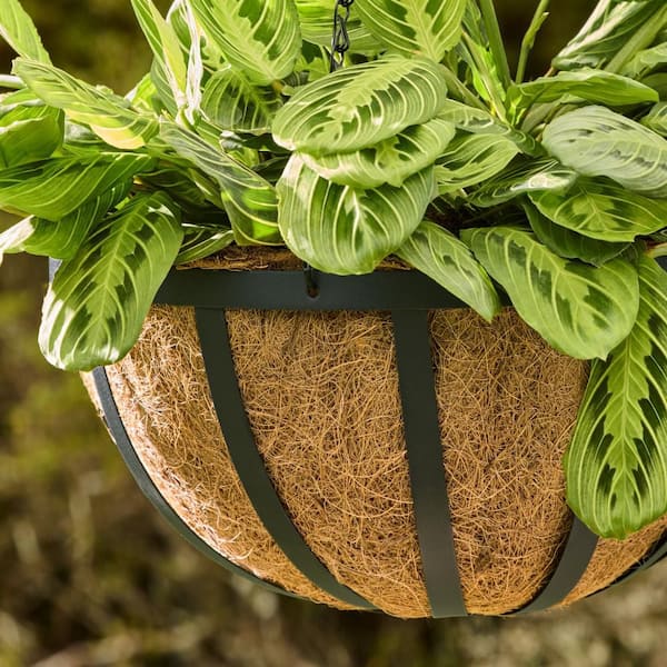 Vigoro English Medium Black Metal Hanging Round Planter with Coco