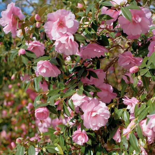 national PLANT NETWORK 1 Gal. Camellia Sasanqua Autumn Sentinel