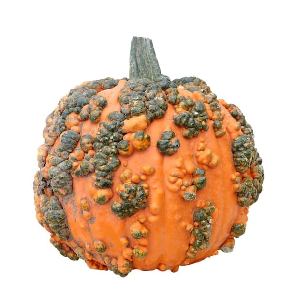 Online Orchards Live Knucklehead Pumpkin Freshly Harvested (Medium 15 lbs. Size)