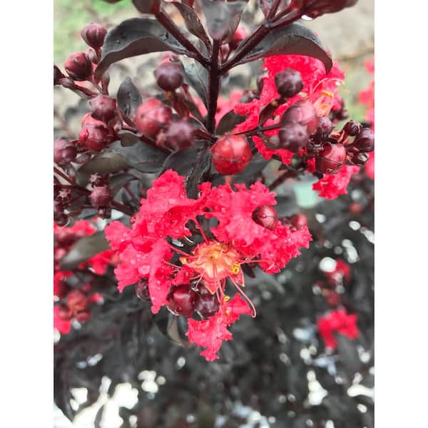 PROVEN WINNERS 4.5 in. Qt. Center Stage Red Crapemyrtle (Lagerstroemia) Live Shrub, Red Flowers
