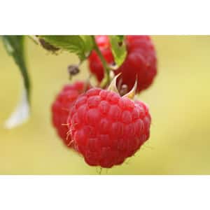 1 Gal. Tulameen Raspberry (Rubus) Live Fruiting Plant (1-Pack)