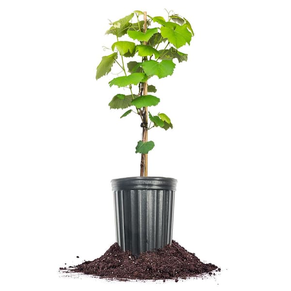 Perfect Plants Catawba Grape Vine 1 Gal. Growers Pot, Fruit Producing Grape Plant