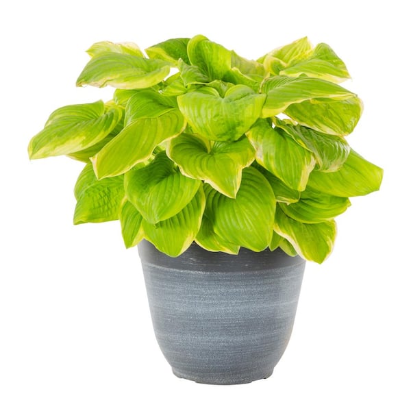 METROLINA GREENHOUSES 1.5 Gal. Hosta Fragrant Bouquet Plant