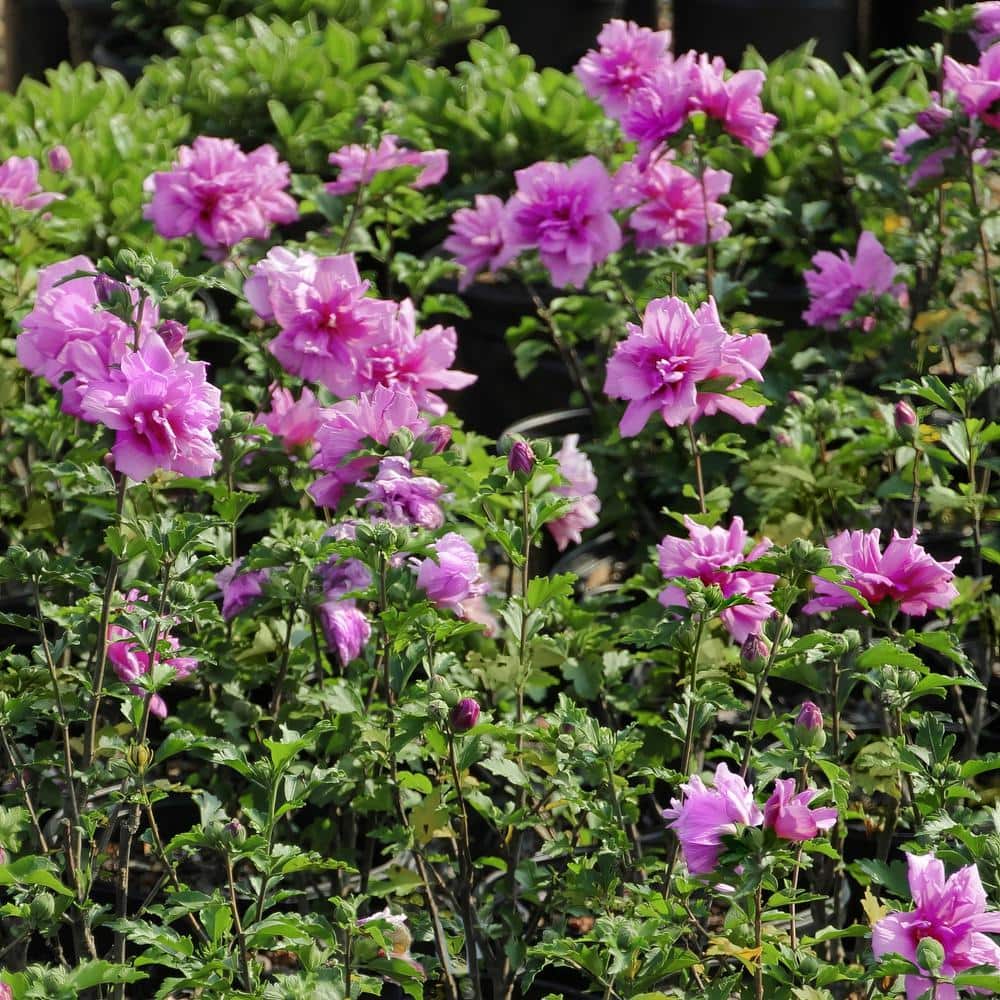 1 Gallon Pink and Purple Hibiscus Tahiti Shrub