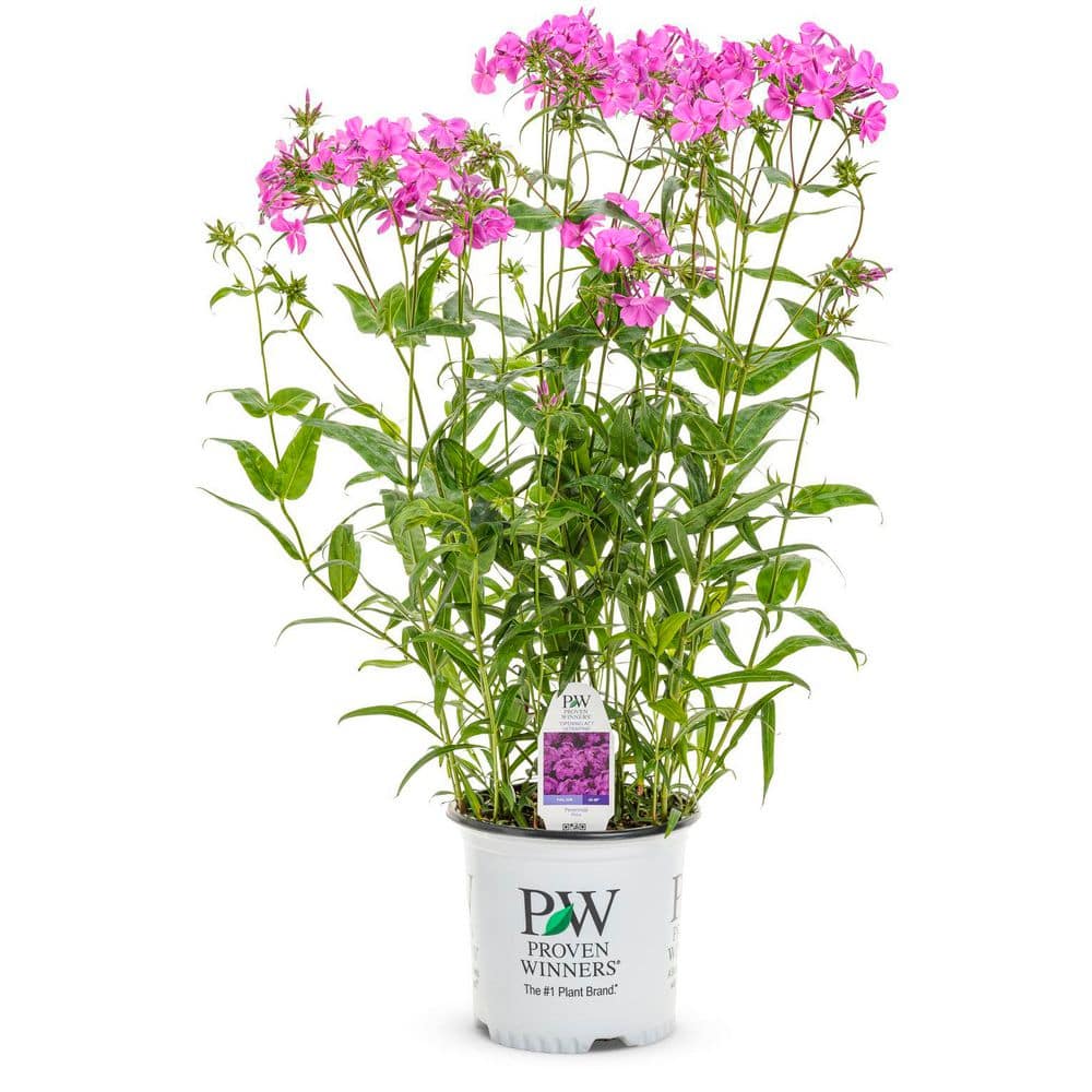 BELL NURSERY 3 Gal. Opening Act UltraPink Phlox Live Flowering