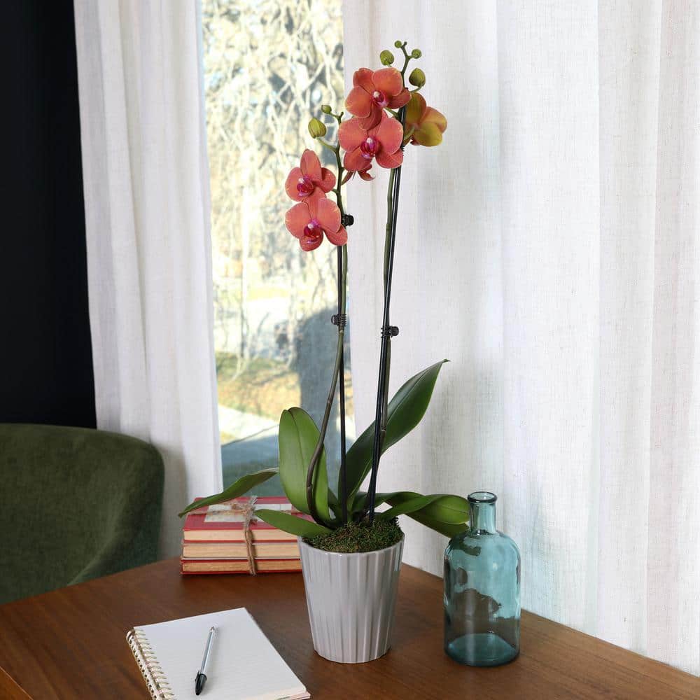 Salmon Phalaenopsis Orchid in Beige Ceramic Pot