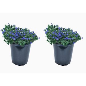 2.5 Qt. Perennial Lithodora Blue (2-Pack)
