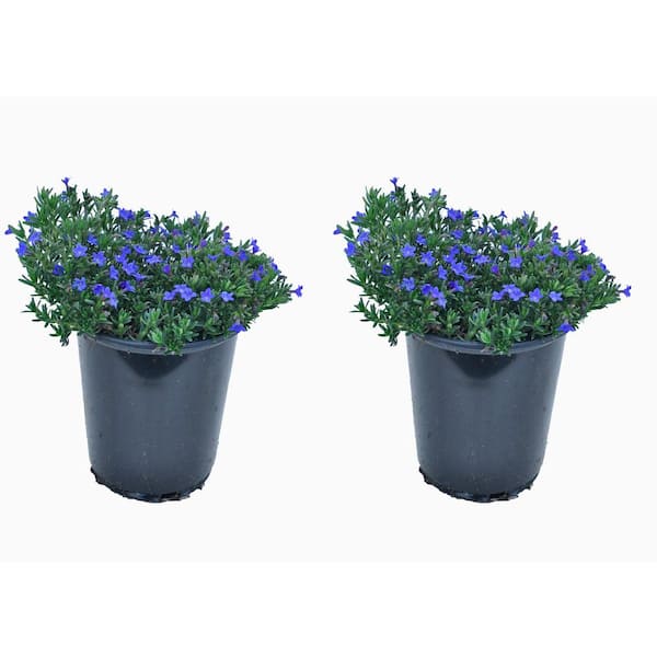 Unbranded 2.5 Qt. Perennial Lithodora Blue (2-Pack)