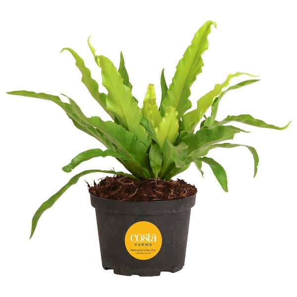 Costa Farms Bird's Nest Fern Indoor Plant in 6 in. Grower Pot, Avg. Shipping Height 1-2 ft. Tall