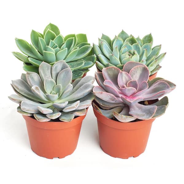 Shop Succulents Unique Air Plant (6-Pack) 6-AIRP-UNIQ-MED - The Home Depot