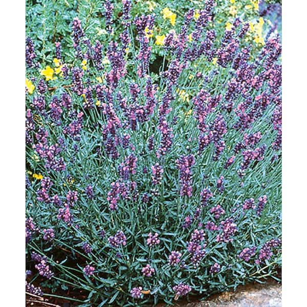 3 Gal. Landscape Purple Lavender Perennial Plant (1-Pack)