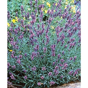 3 Gal. Hidcote English Lavender (Lavandula angustifolia) Live Flowering Perennial Plant, Deep Purple Flowers (1-Pack)