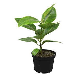 Ficus Altissima Variegata Council Tree Live Foliage Indoor Houseplant 6 in. Grower Pot