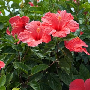 Hibiscus - s. Lucy Red - Set of 1 Root Stock