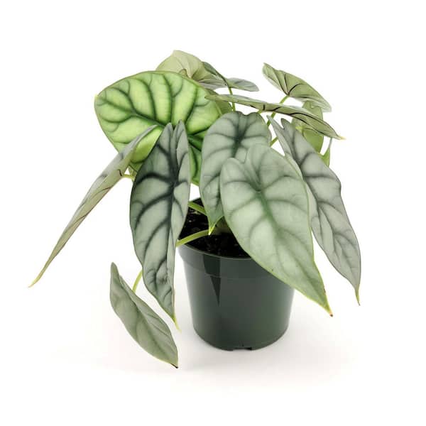 national PLANT NETWORK 4 in. Alocasia Silver Dragon Plant in Grower Container (3-Pack)