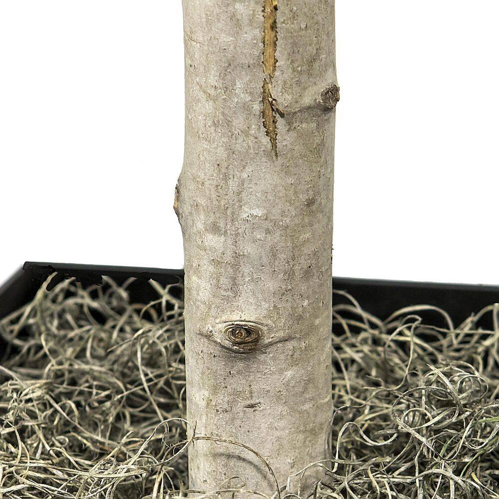 6' Green Artificial Ficus Tree in Black Metal Planter
