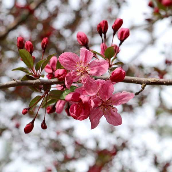 5 Gal. Robinson Pink Flowering Crabapple Tree