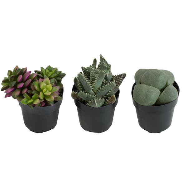 ALTMAN PLANTS 2.5 in. Assorted Mimicry Succulent Plant (3-Pack)