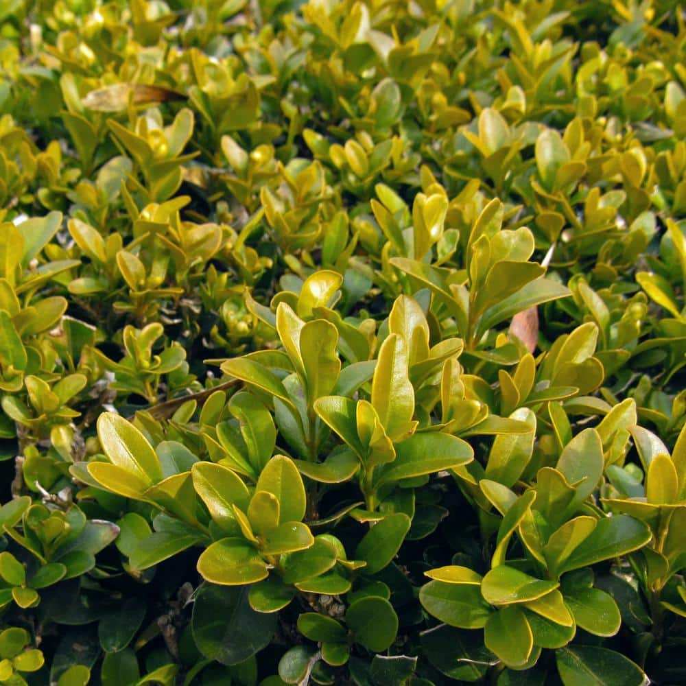 Alder & Oak #5 Container Winter Gem Boxwood Evergreen Shrub (2