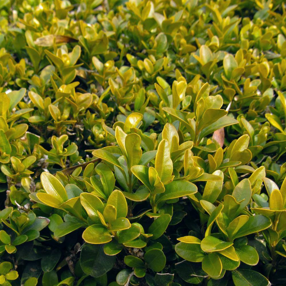 15 Types Of Boxwood Shrubs Diy Landscapers Should Know – FDJY