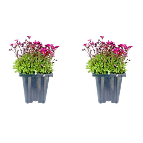 Unbranded 1.0 qt. Perennial Saxifraga Red (2-Pack)