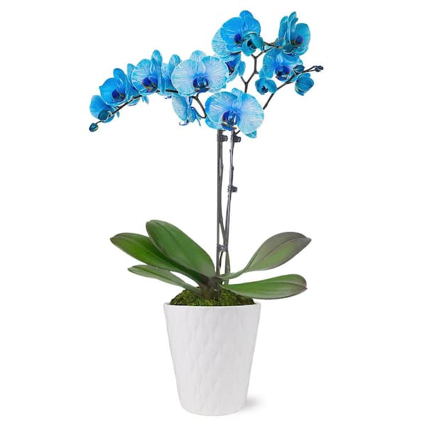 Just Add Ice Premium Orchid (Phalaenopsis) Watercolor Blue Plant in 5 in. White Ceramic Pottery