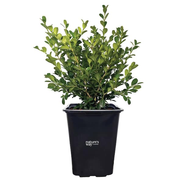 Boxwood Japanese Evergreen Outdoor Live Shrub (12-18in Tall) in Grower Pot