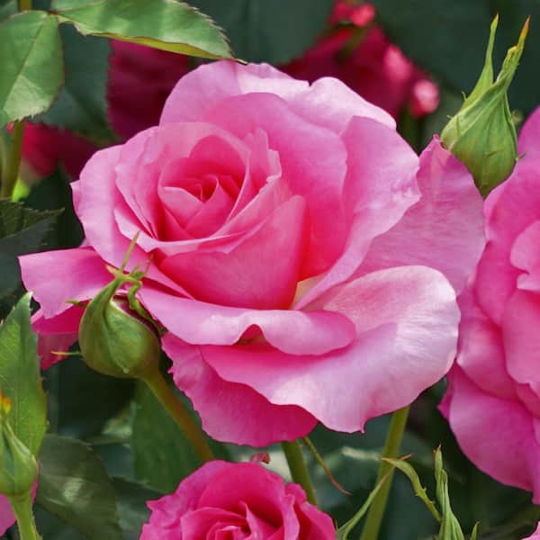 national PLANT NETWORK Bare Root Rose Pink Peace with Pink Flowers