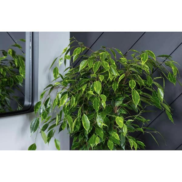 Plant in. Indoor - Ficus The PROVEN Pot in WINNERS Home Depot Seagrass Benjamina PWANF7SEA1PK PW Live Leafjoy 7 Anastasia