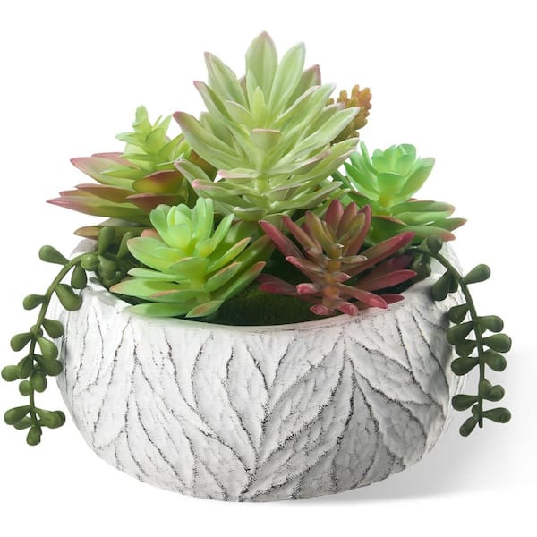 zz plant online buy ZZ Plant in White Ceramic
