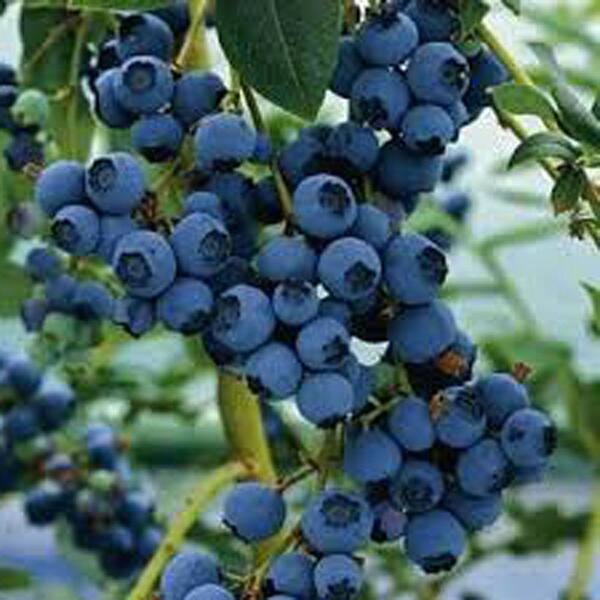 OnlinePlantCenter 1 gal. Duke Blueberry Fruit Plant