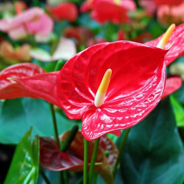national PLANT NETWORK Lace Leaf Anthurium Fire Glow Plant in 6 in. Grower Container