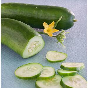 19 oz. Burpless Bush Hybrid Cucumber Plant