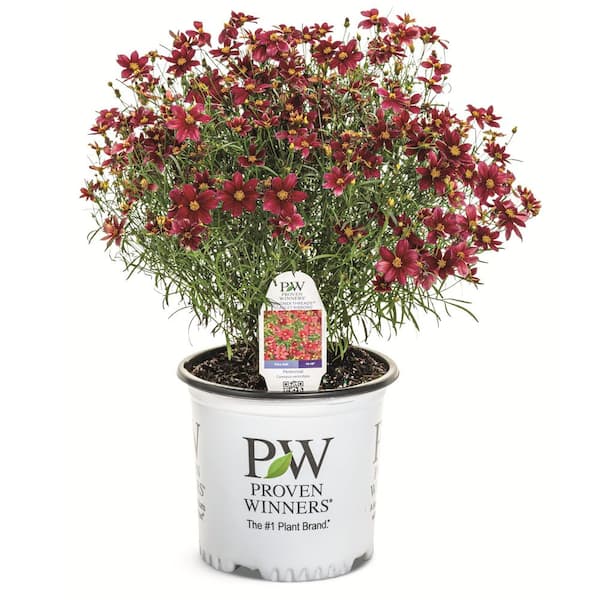 Proven Winners 0.65 Gal. Designer Threads Scarlet Ribbons Threadleaf Coreopsis (Coreopsis Verticillata) Live Plant with Red Flowers