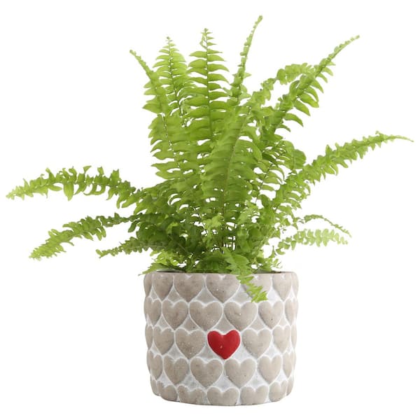 Costa Farms Love Fern Indoor Plant in 4 in. Heart Ceramic Pot, Avg. Shipping Height 10 in. Tall