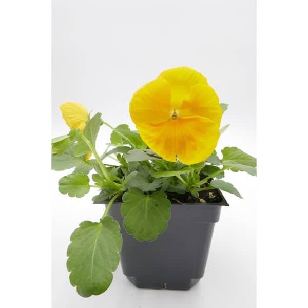 BELL NURSERY 4 in. Yellow Pansy Live Plant
