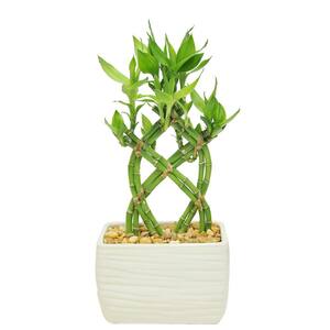 Lucky Bamboo Grower's Choice Braid in 5.5 in. White Square Ceramic