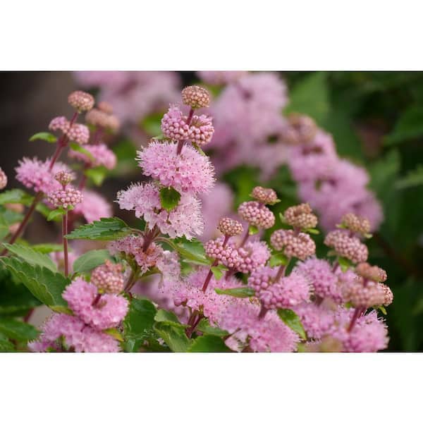 4.5 in. Qt. Beyond Pink'd Bluebeard (Caryopteris) Live Plant in Pink Flowers