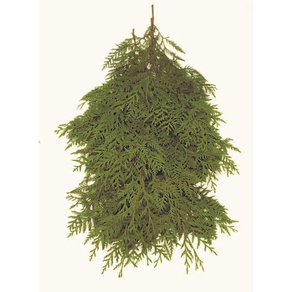 Online Orchards 24 in. Bunched Western Red Cedar Boughs Freshly Cut From Pacific Northwest Forests (5-Pack)