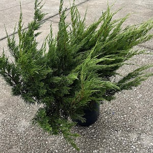 3 Gal. Sea Green Juniper Non-Flowering Shrub