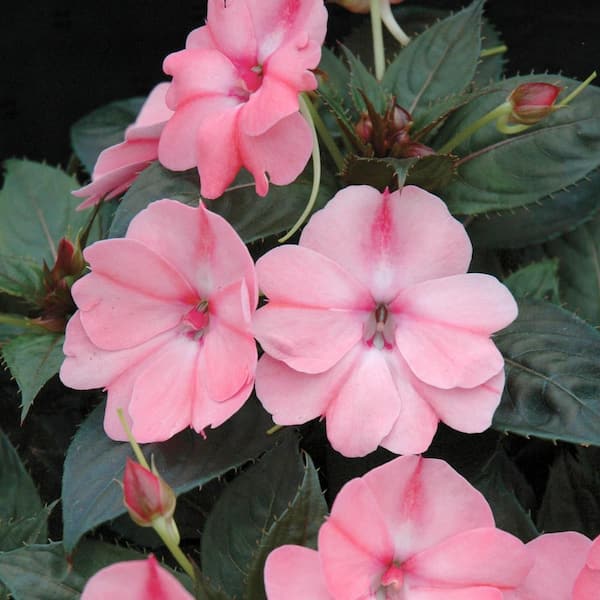 SunPatiens 2.5 In. Compact Blush Pink SunPatiens Impatiens Outdoor